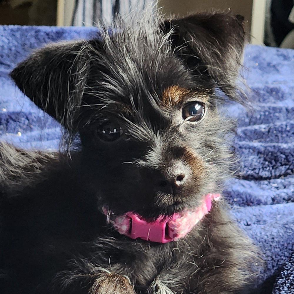 Meet your Posher, Dawn